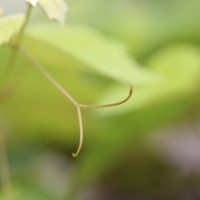 Vitis vinifera L.